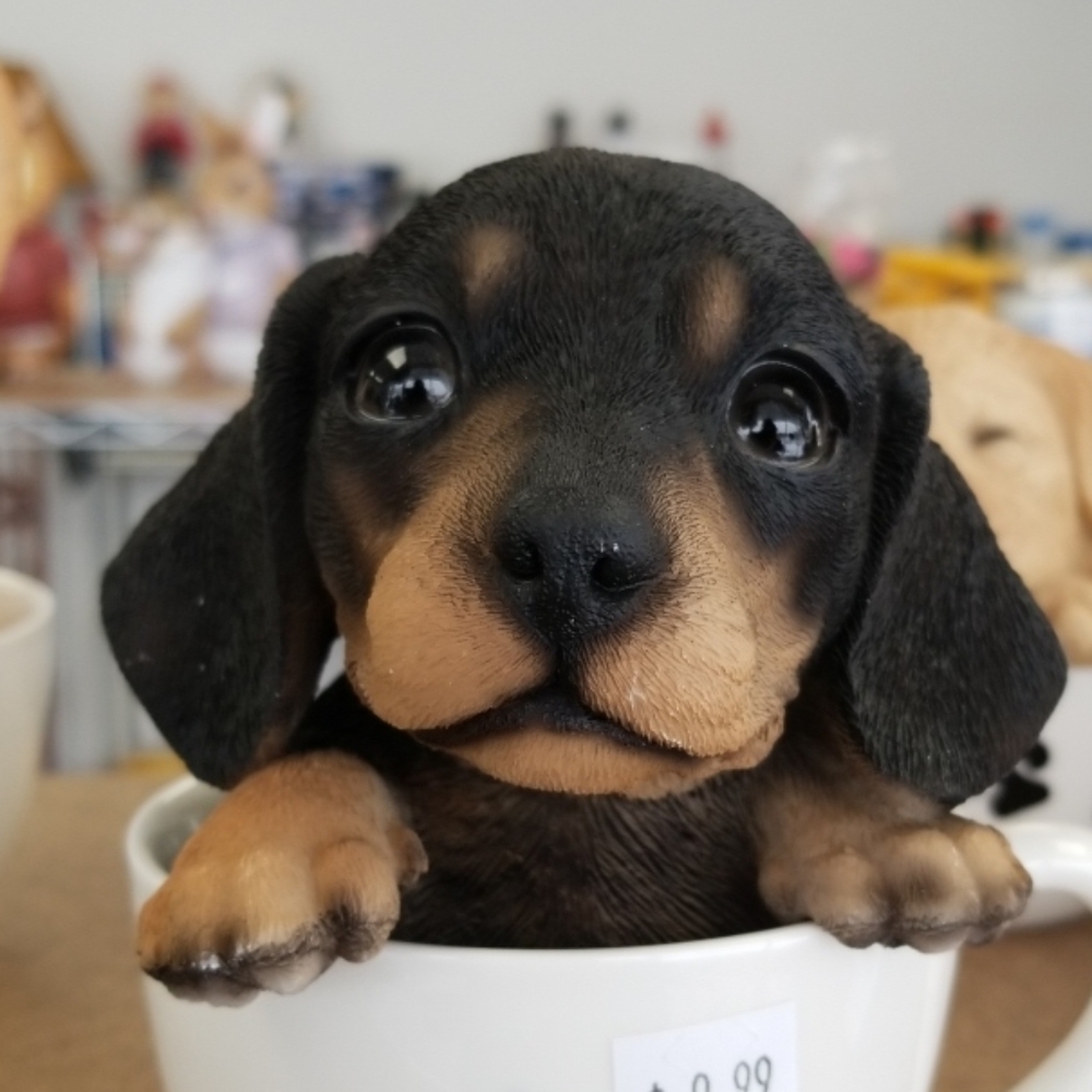 COPY - Tea cup puppy